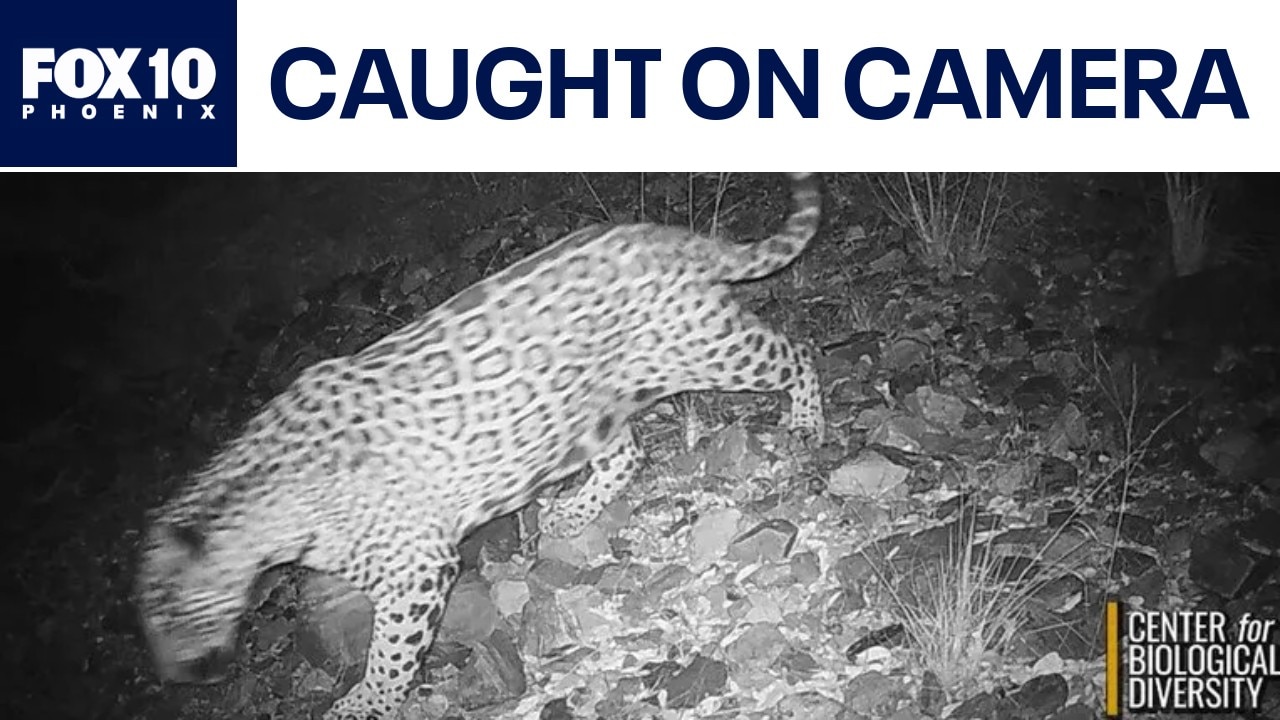 Rare jaguar spotted in southern Arizona