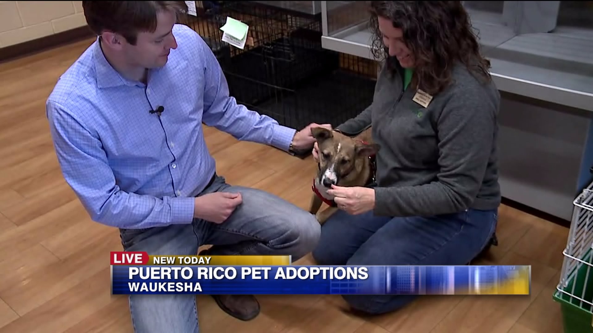 Over 100 up for adoption