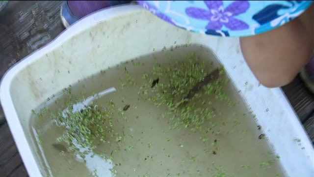 Kramp learns all about the animals that live in the ponds and rivers