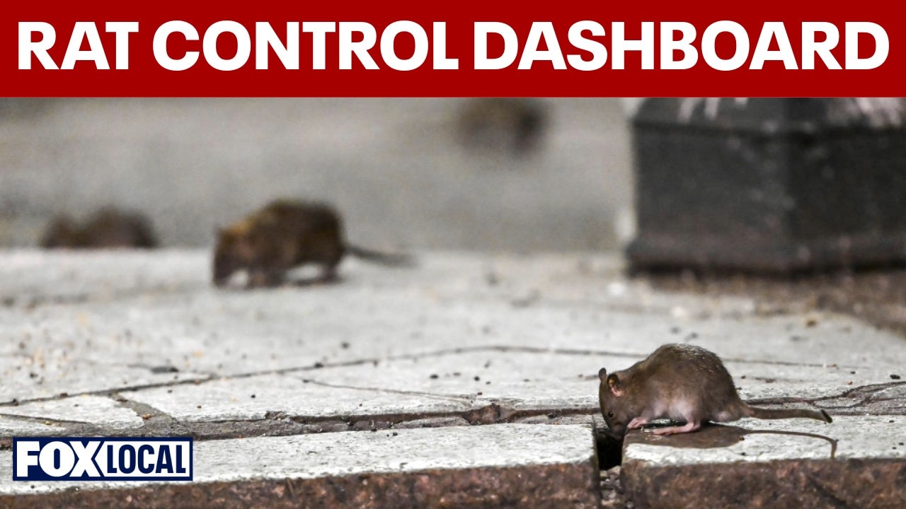 DC launches a rodent control dashboard to tackle ongoing rat problems