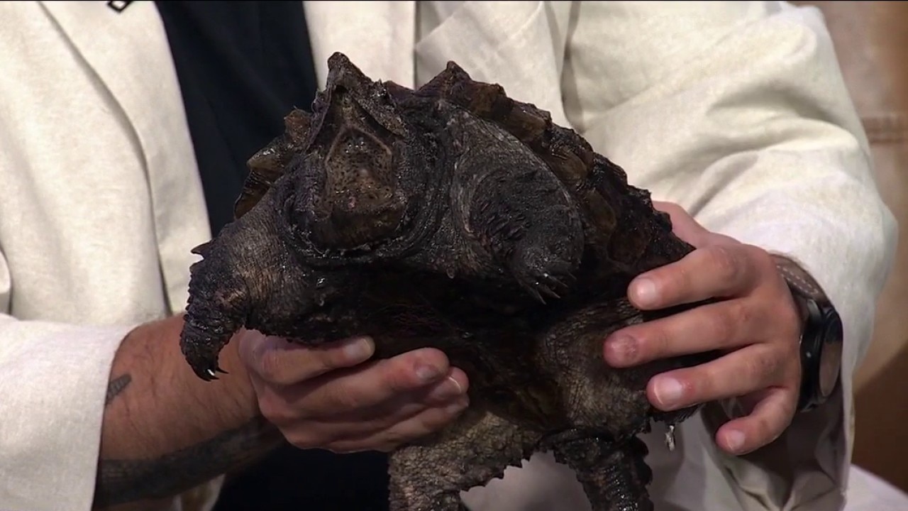 Inside the hidden world of Lake Michigan’s endangered alligator snapping turtles | ChicagoNOW