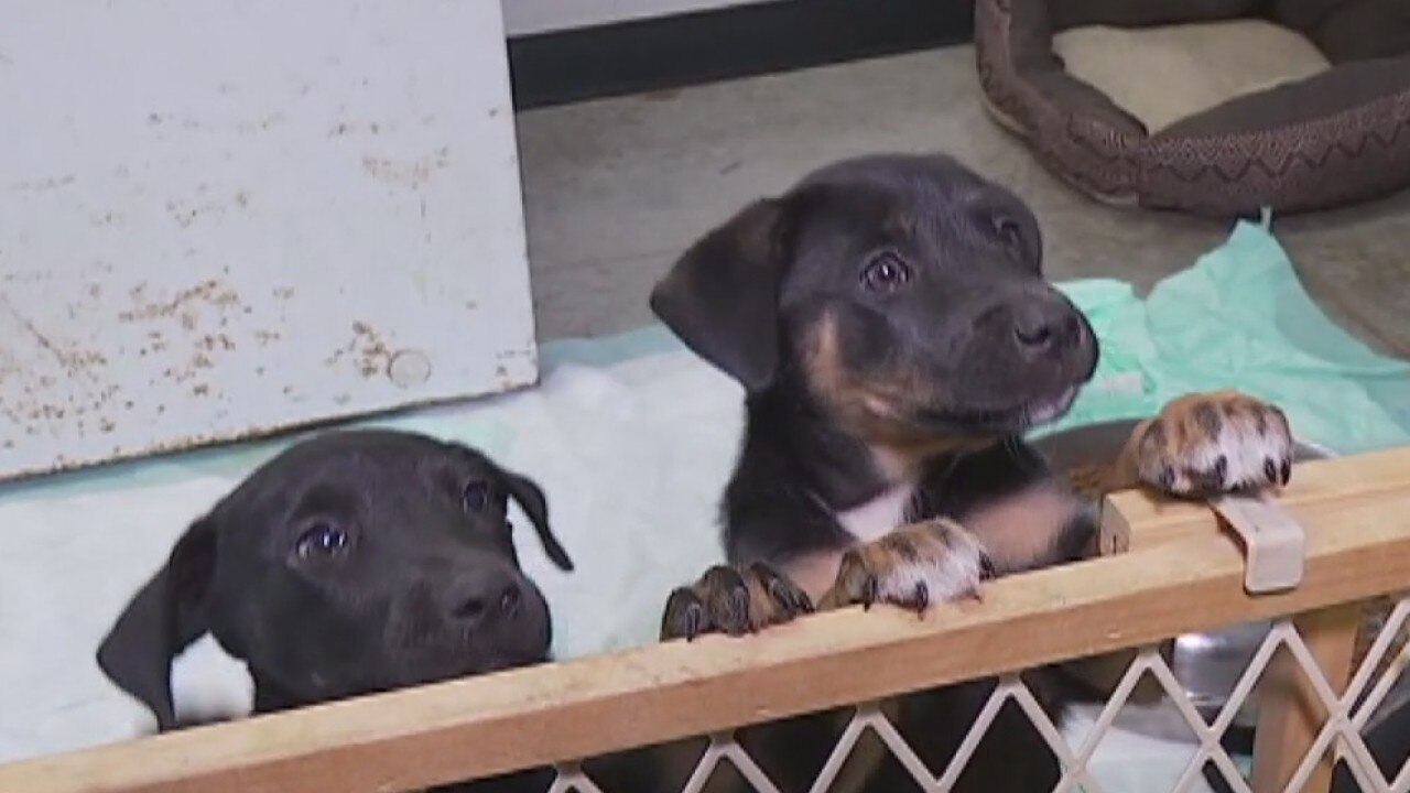 Keeping pets safe and stress free during the holidays