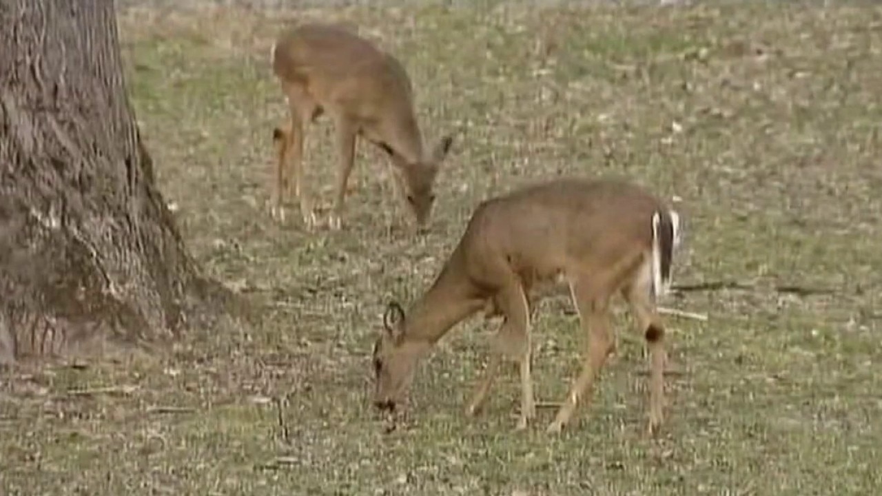 New World Screwworm found in Elk killed by Texas hunter