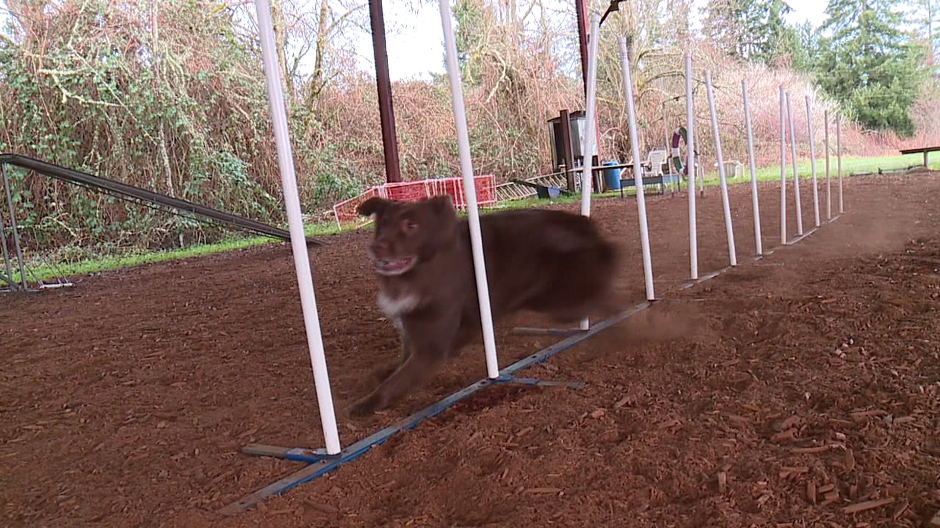 Dog agility training in Auburn