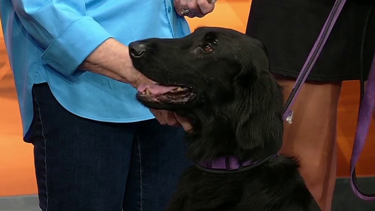 Pet of the day: Dale