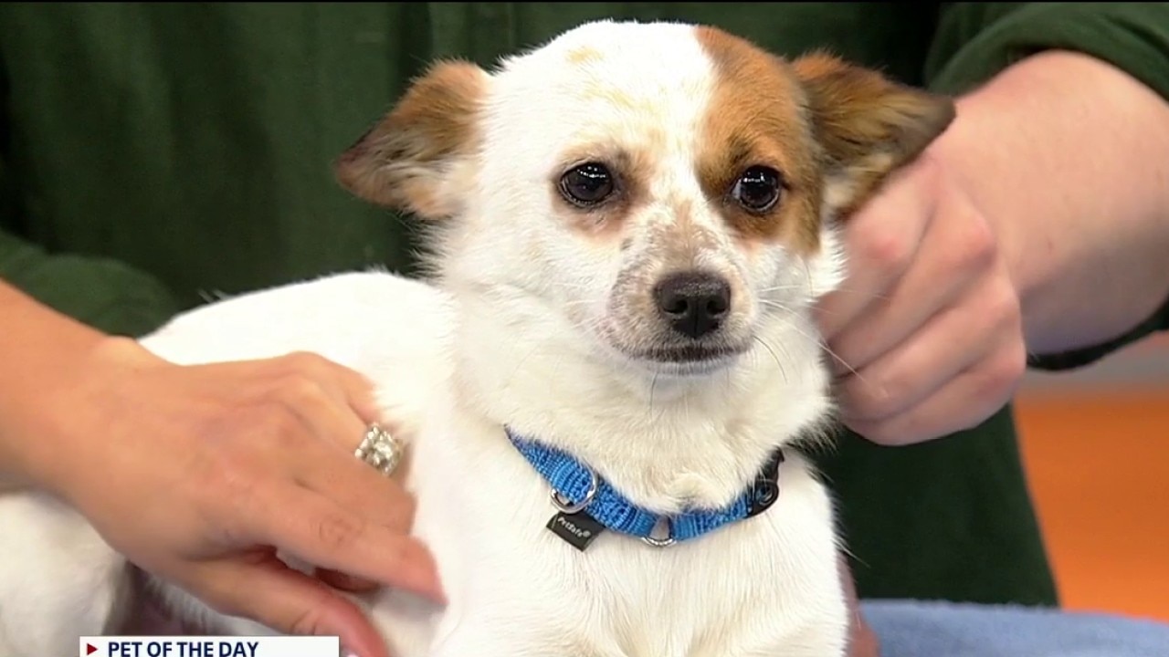 Pet of the day: Breeze