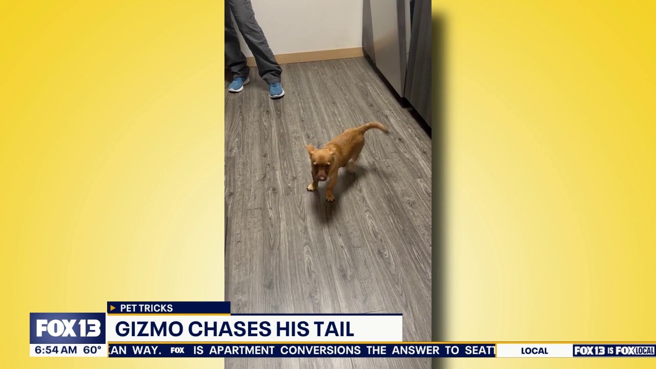 Pet Tricks for Monday, July 27 