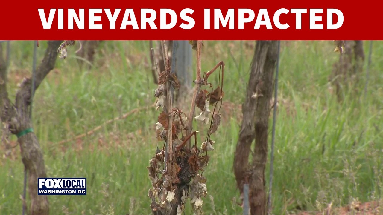 Late spring freeze impacting vineyards across the DMV