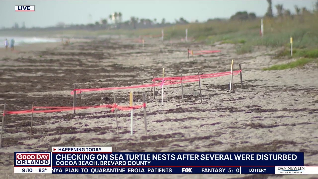 New developments in disturbed Cocoa Beach sea turtle nests