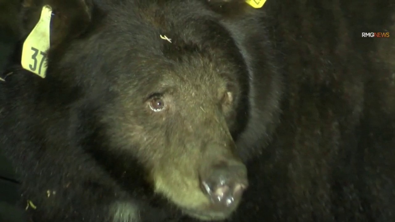 Black bear spotted in Monrovia