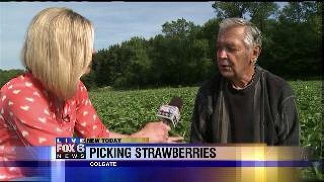 Laura has a blast picking strawberries