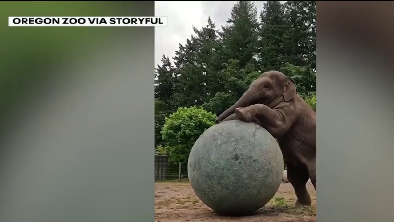 Not just humans into World Cup soccer