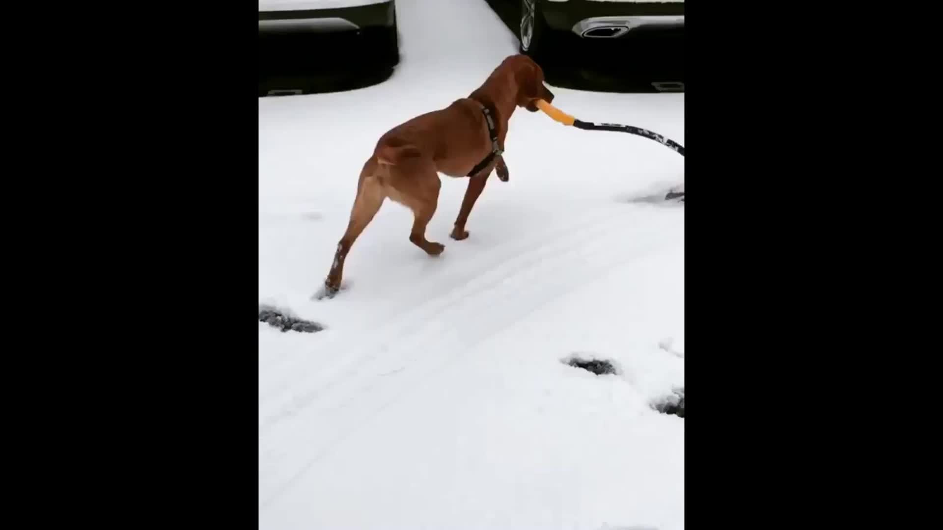 Dog helps shovel snow