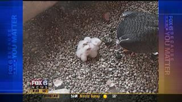 We Energies falcon cam