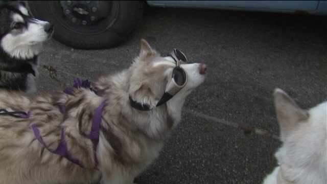Laura meets the adorable dogs that give sled rides