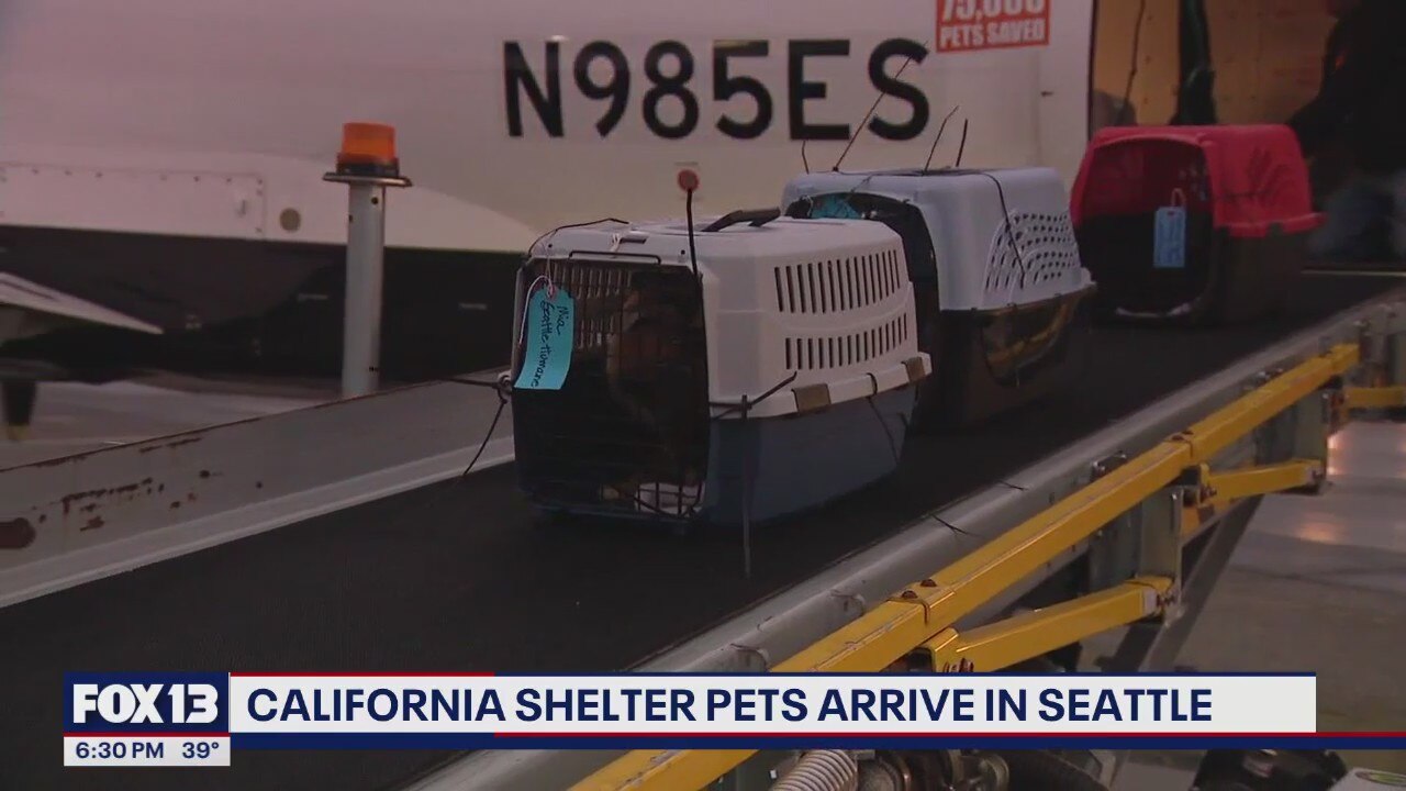 California shelter pets arrive in Seattle