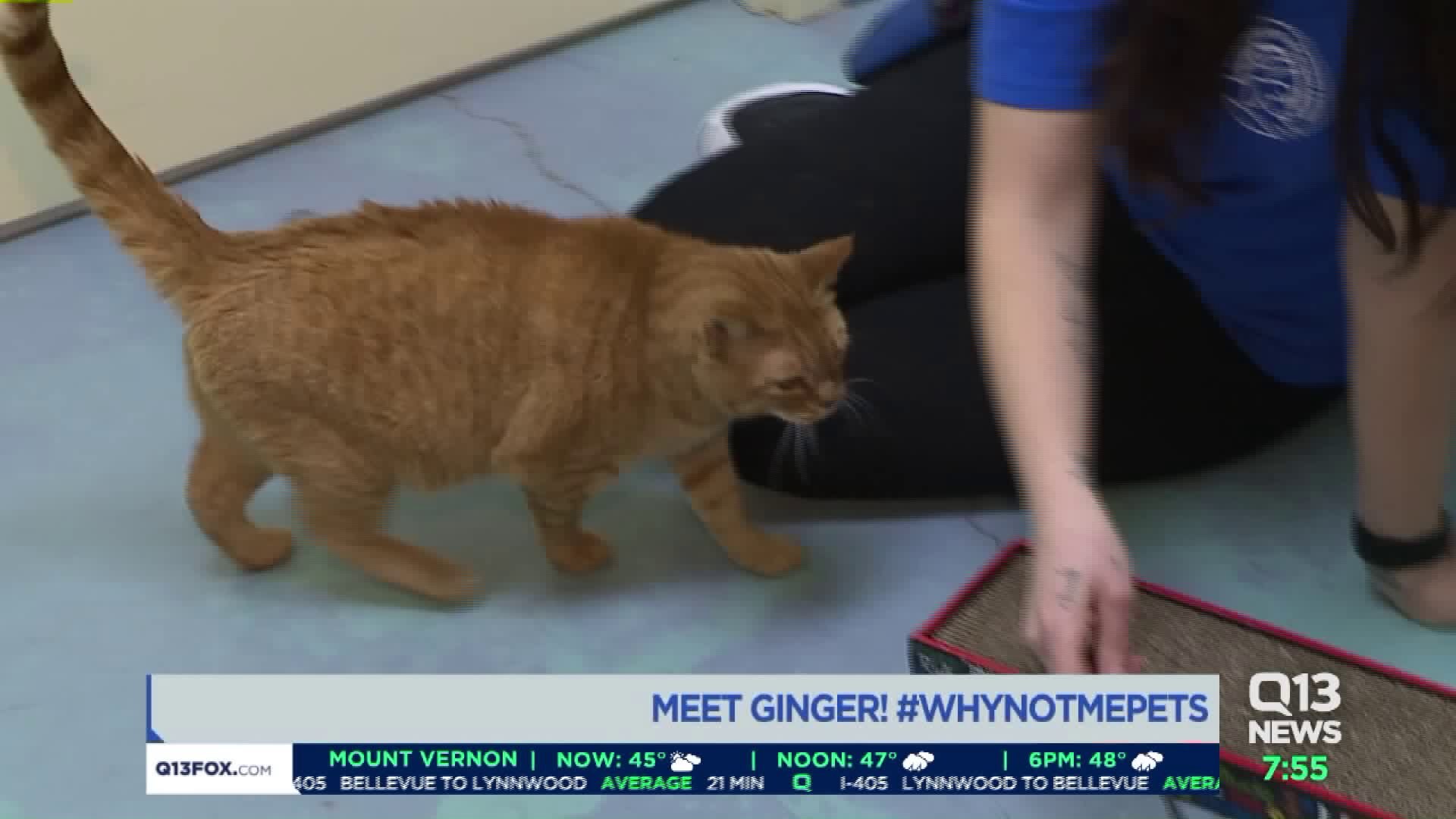 Meet Ginger! #WhyNotMePets