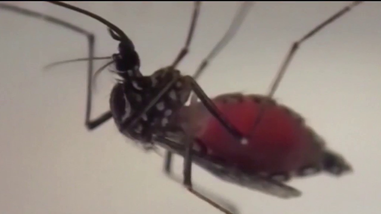 Chicago reports first West Nile virus death of 2026