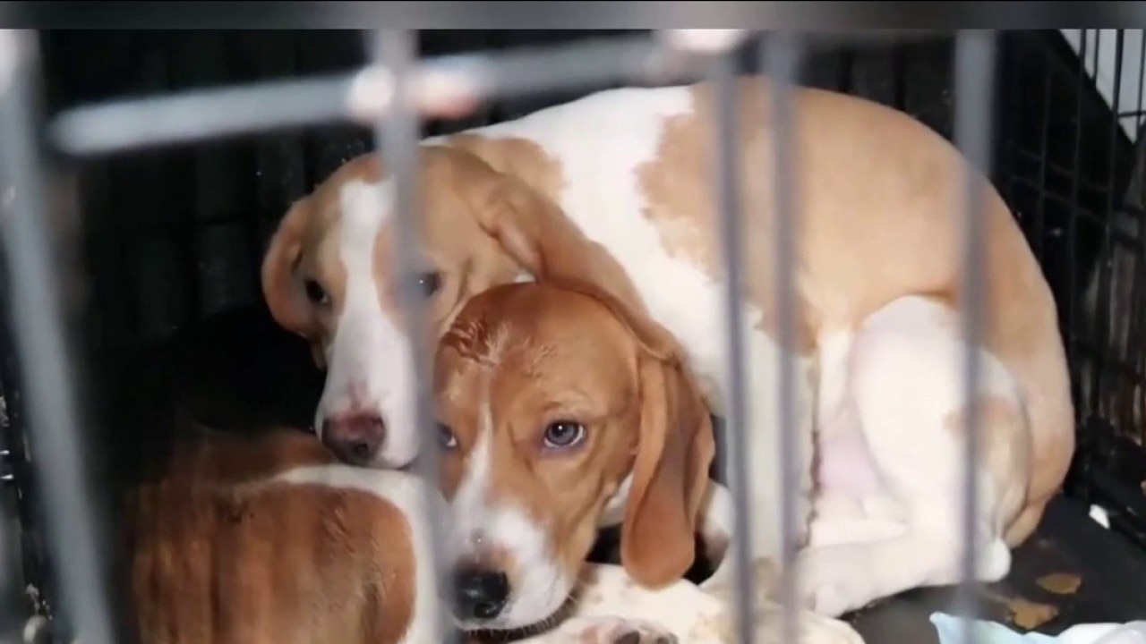 Rescued beagles arriving in Minnesota