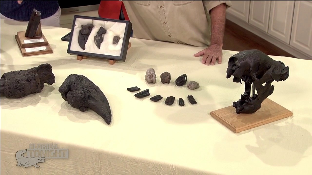 Florida Unearthed: Ancient sloths