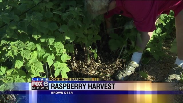 With the raspberry harvest finished, it is time to prune