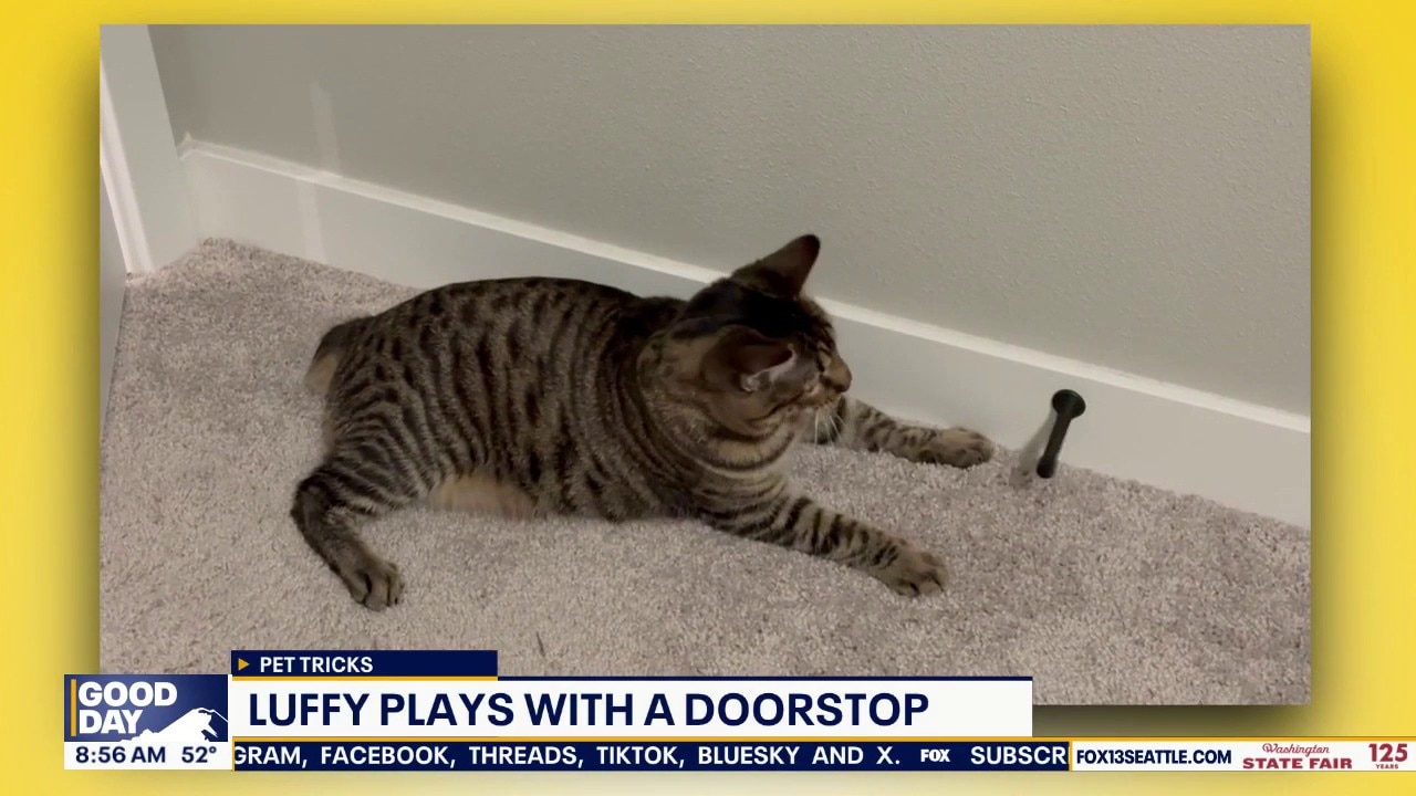 Pet Tricks for Thursday, September 24