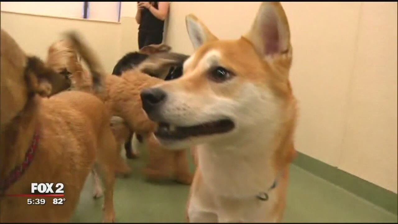 Study: Dogs show empathy, sensitivity to owner emotions