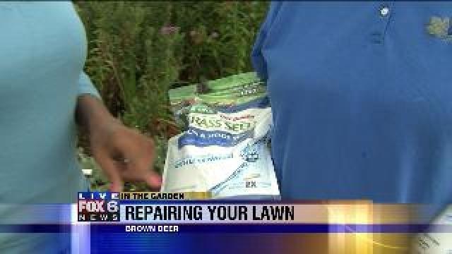 Repair bald spots in your yard with seed
