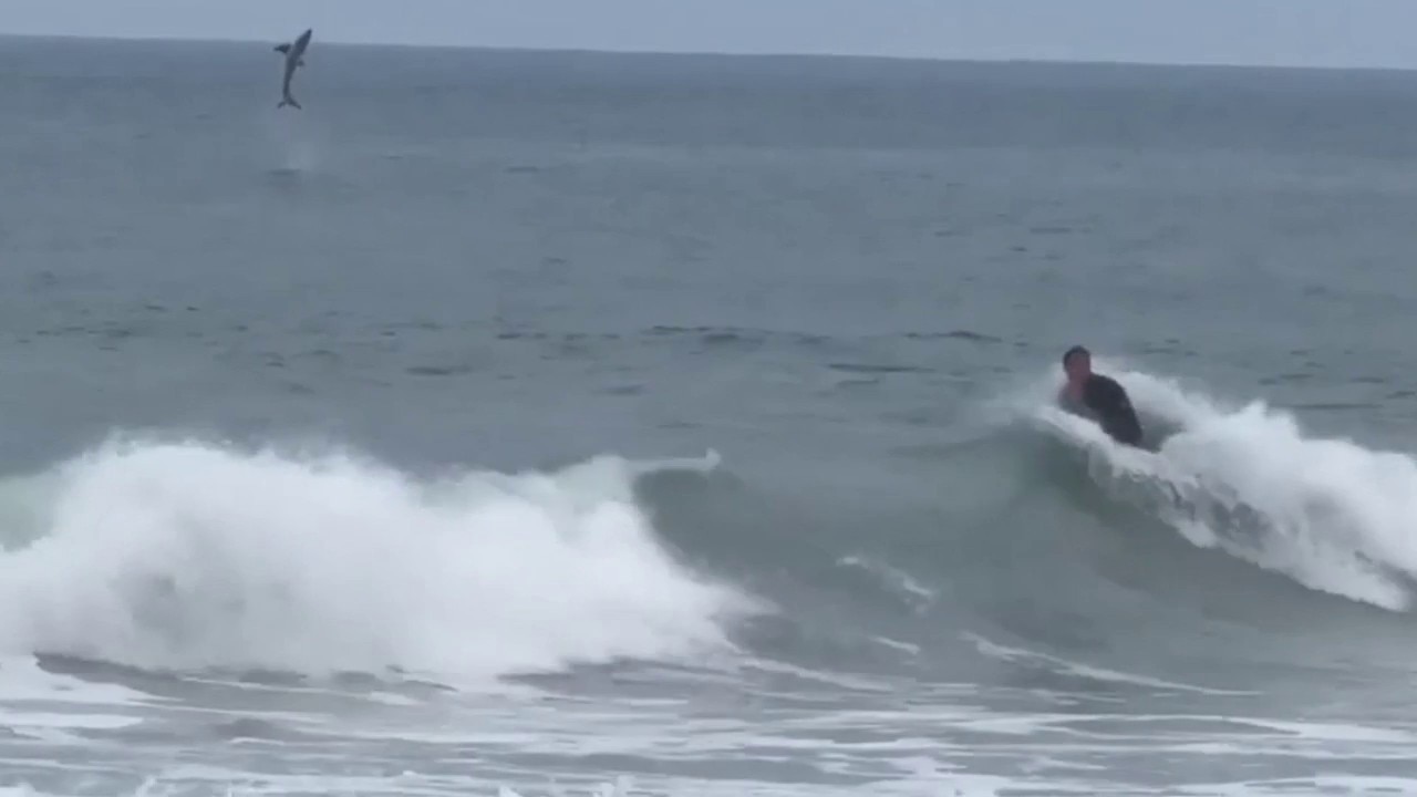 Great white shark jumps out of water behind surfer at California beach