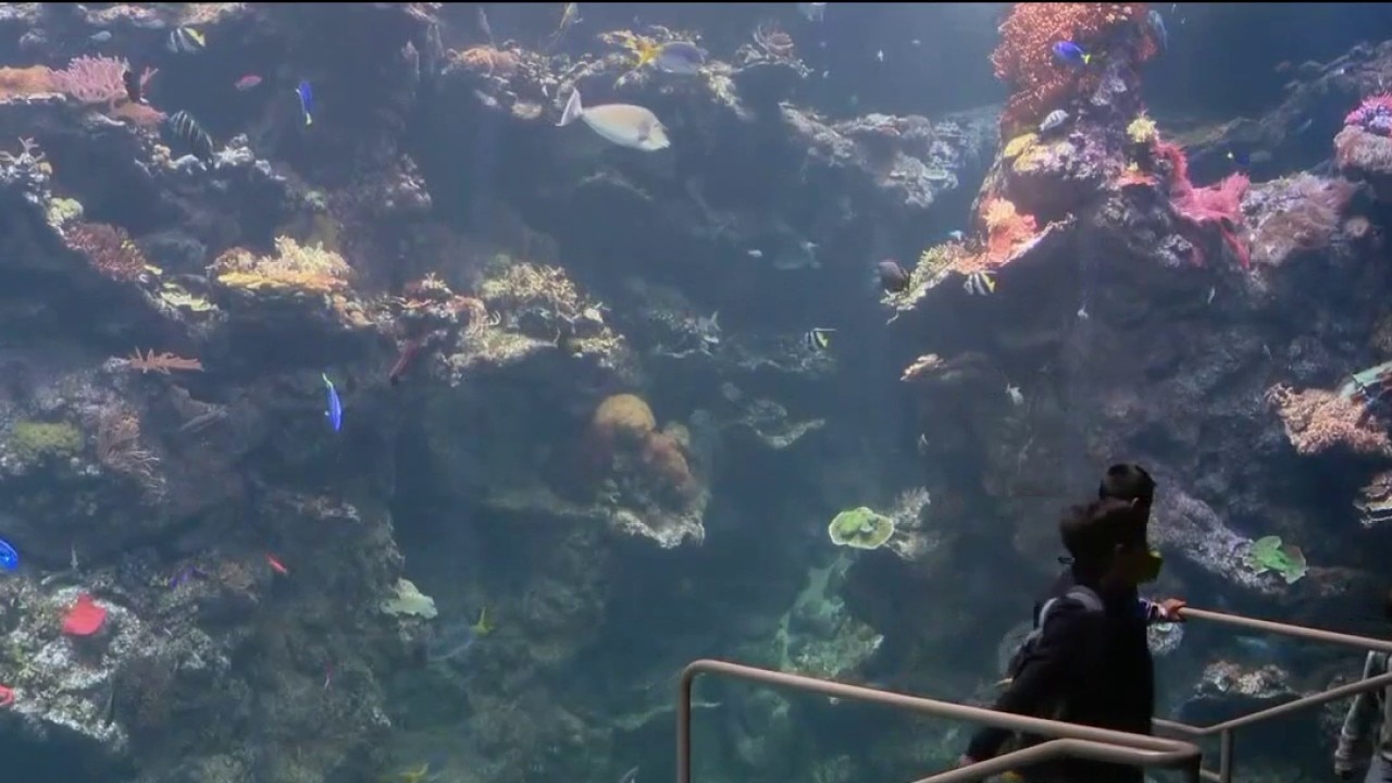 Layoffs at California Academy of Sciences