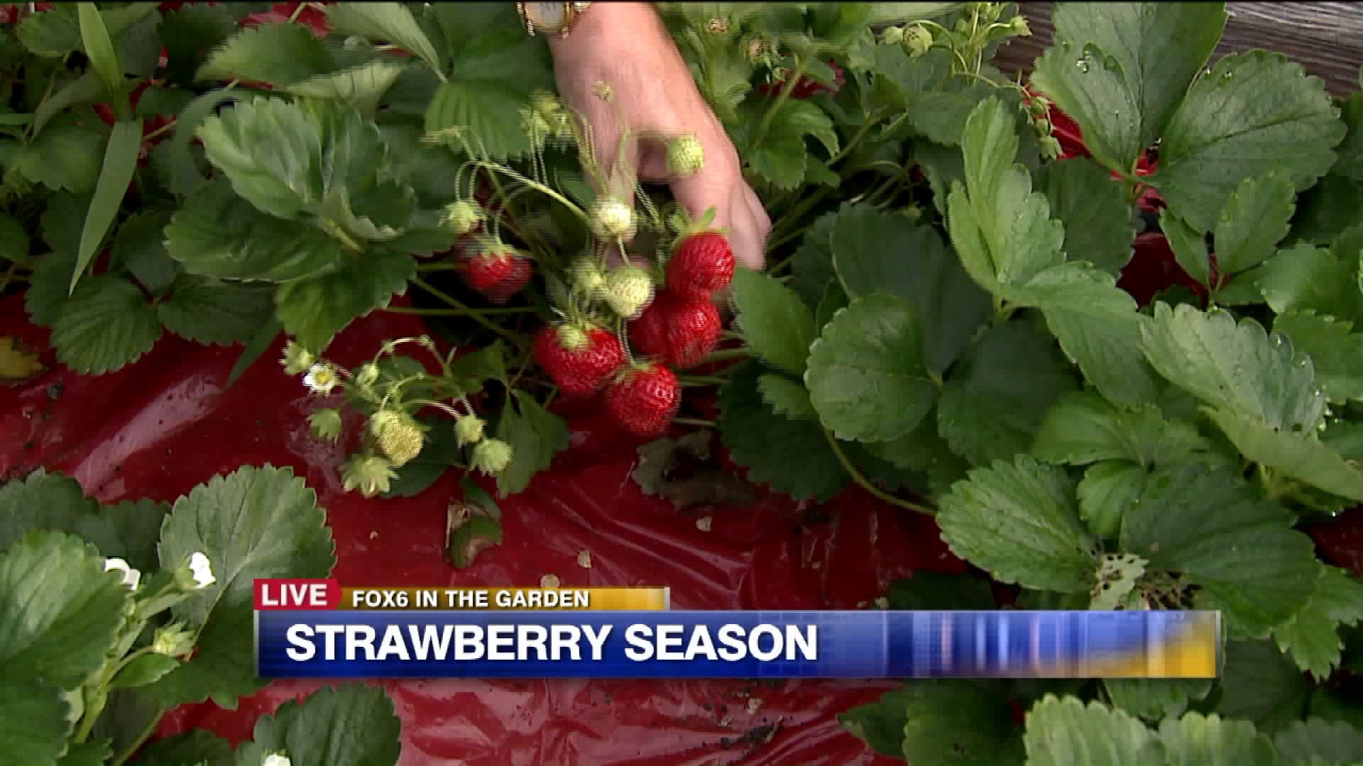 Strawberry season