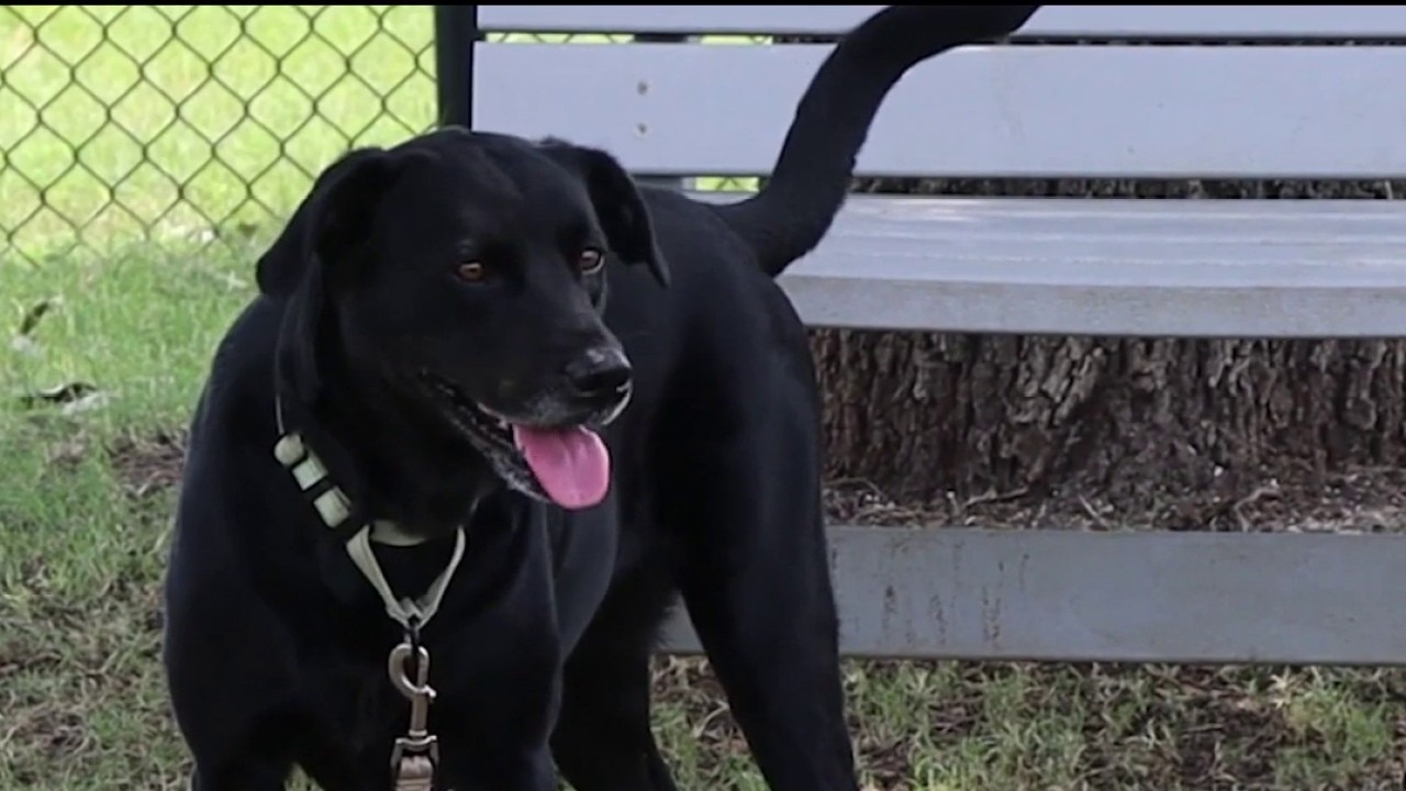 Good Day Pet of the Day: Fezco