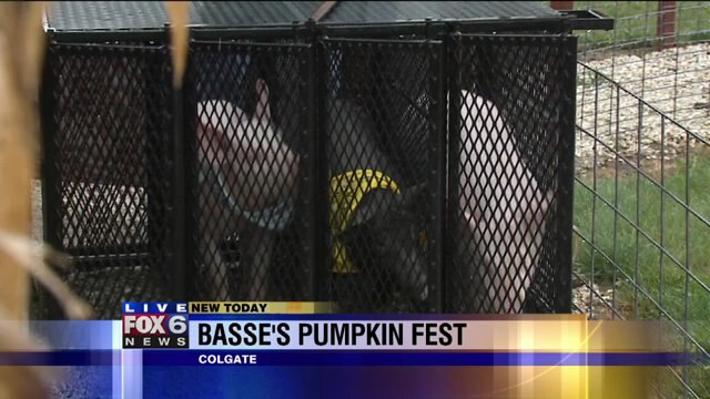 Julie checks out the adorable animals at Basse`s Farm