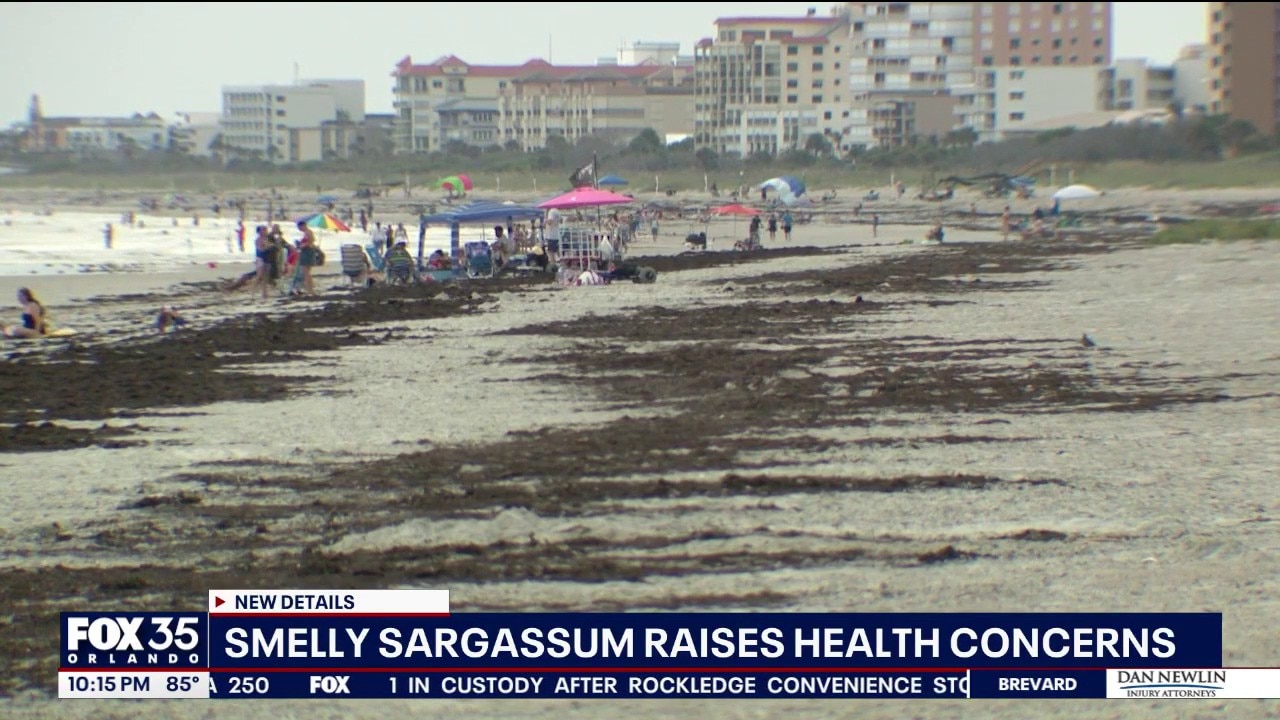 Record sargassum levels raise concerns along Florida beaches