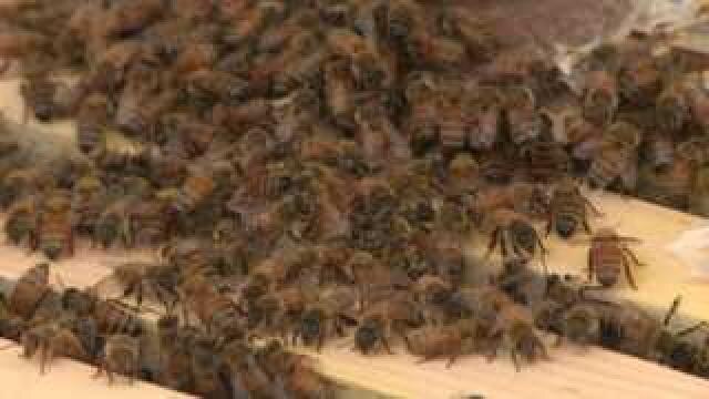 Beehives at the Pfister Hotel