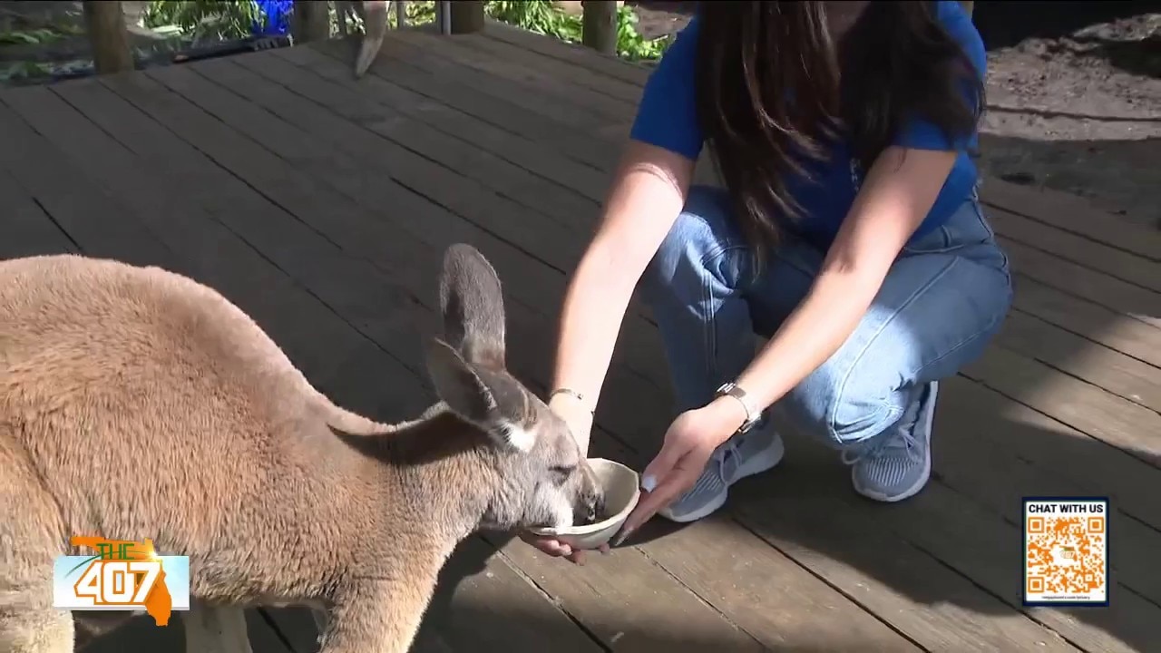 Where to get face-to-face with kangaroos in Central Florida
