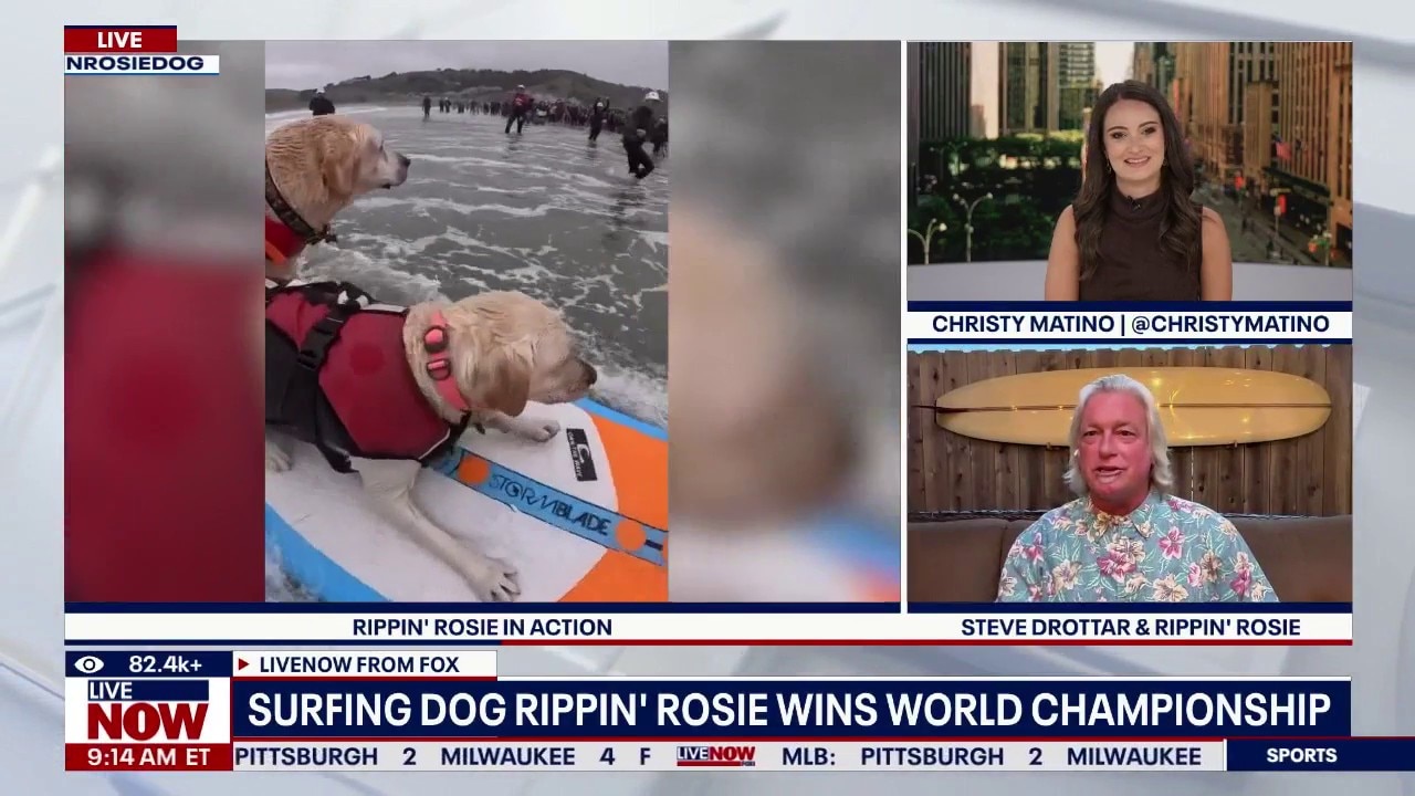 Surfing dog Rippin' Rosie wins world championship 