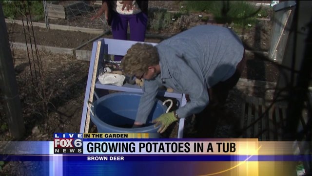 Grow a tub o` taters in a sunny spot in your yard