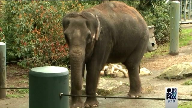 Seattle elephants leave for Oklahoma City zoo