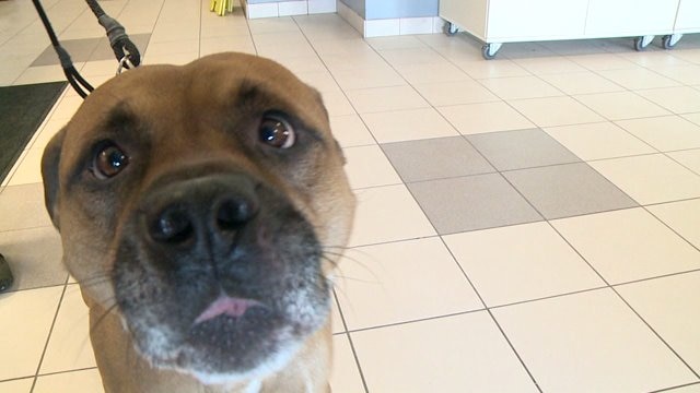"It`s just win, win:" MADACC waives cat and dog adoption fees
