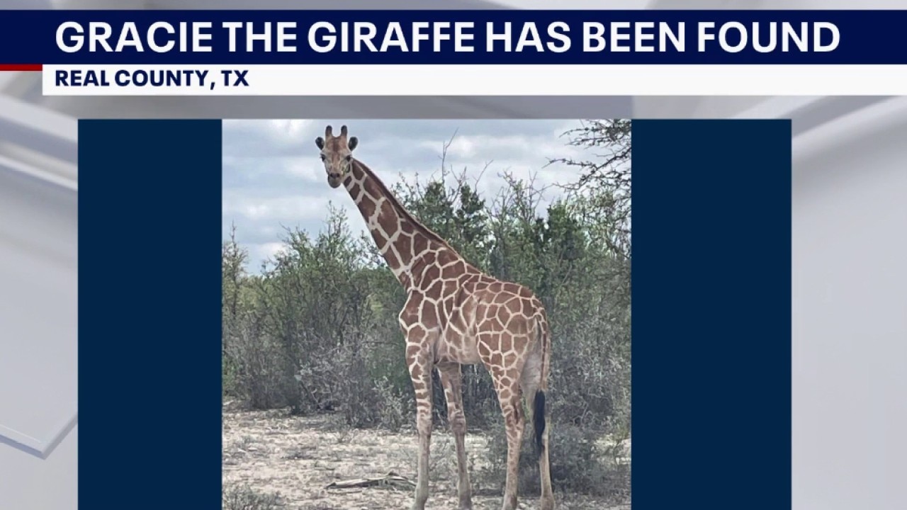 Gracie the Giraffe has been found