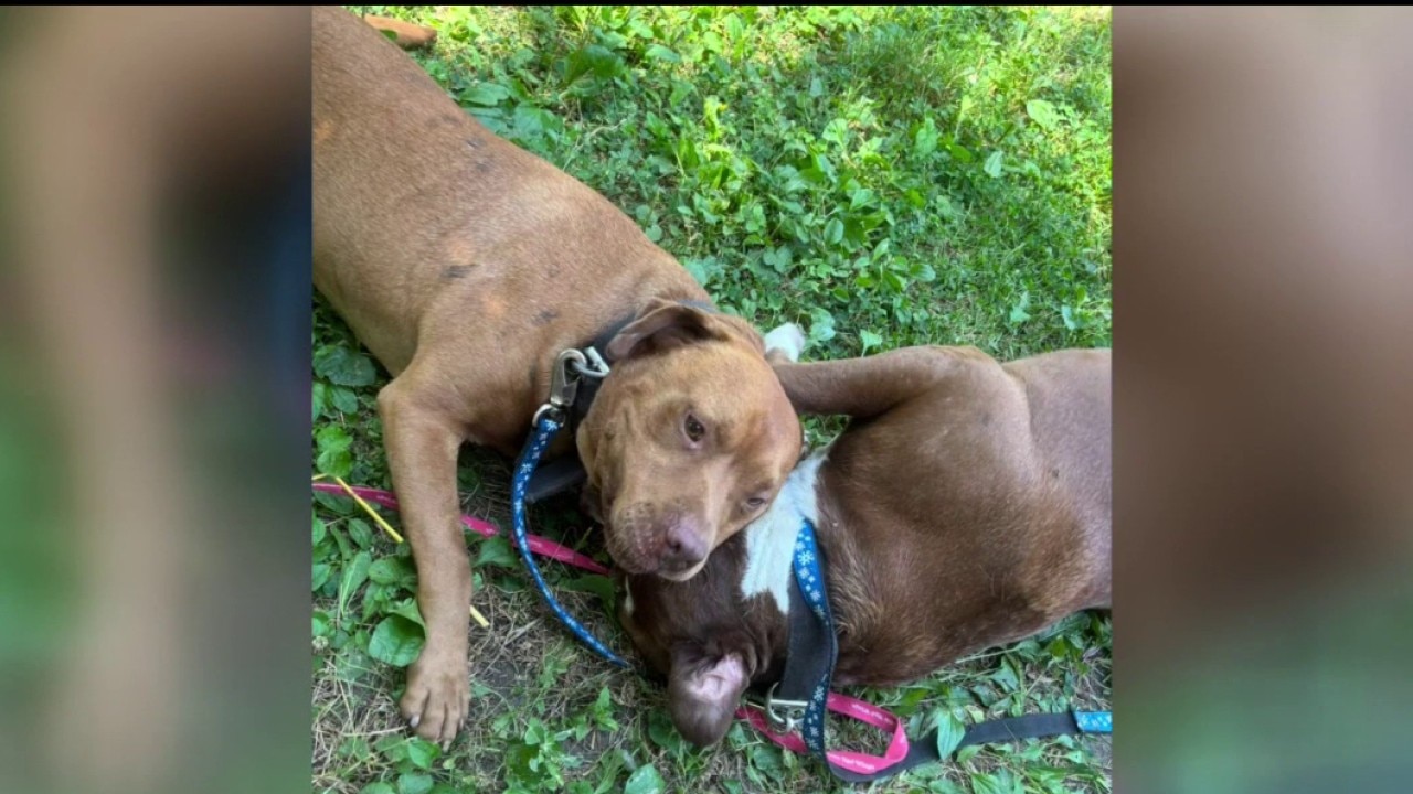 Detroit rescue group outraged over dog's heat related death