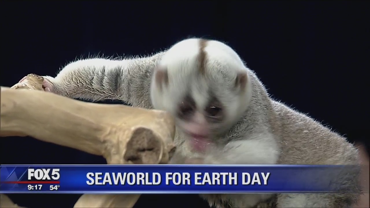 SeaWorld Animals