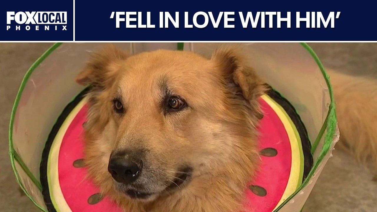 Dog found injured in Surprise seeks forever home