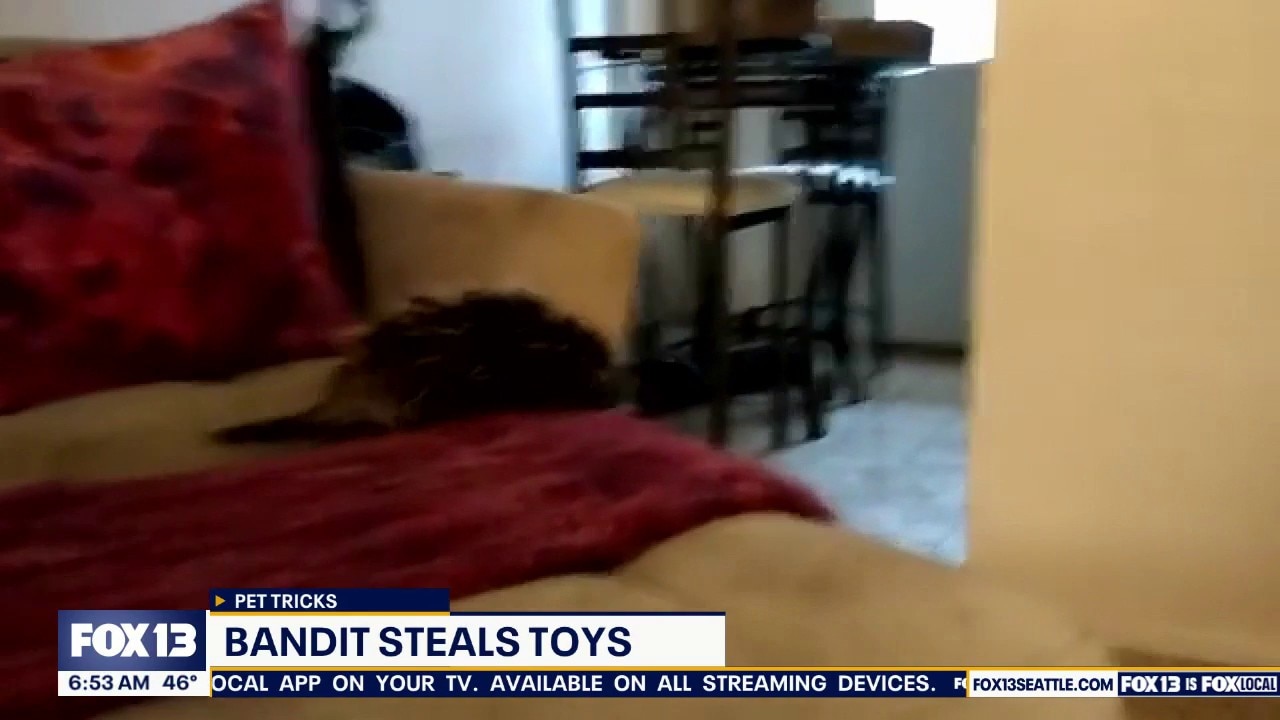 Pet Tricks for Thursday, April 23