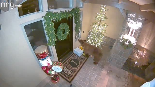 Home surveillance video captures unsuspected furry package thief
