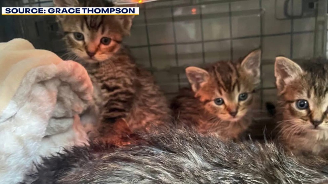 Fire destroys cat rescue home in St. Francis