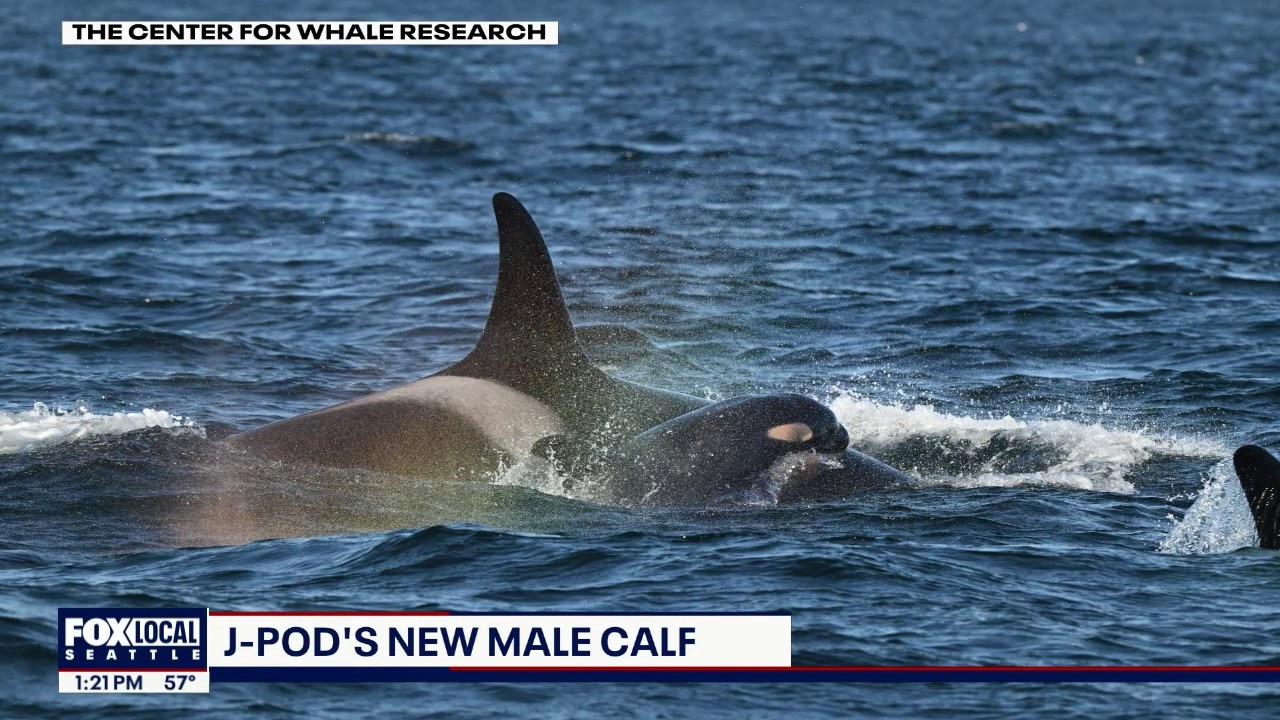 New male orca calf born to Puget Sound's J Pod of Southern Resident killer whales