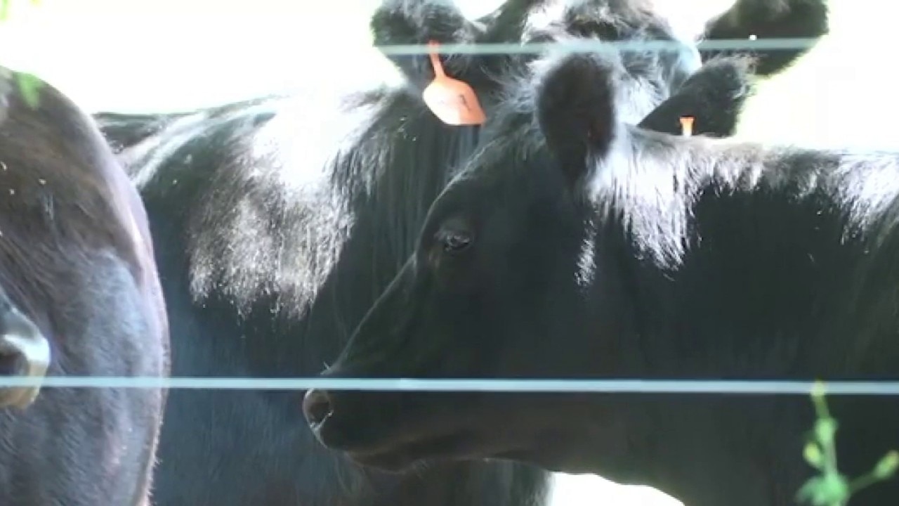 Rising beef prices: What's being done to lower them