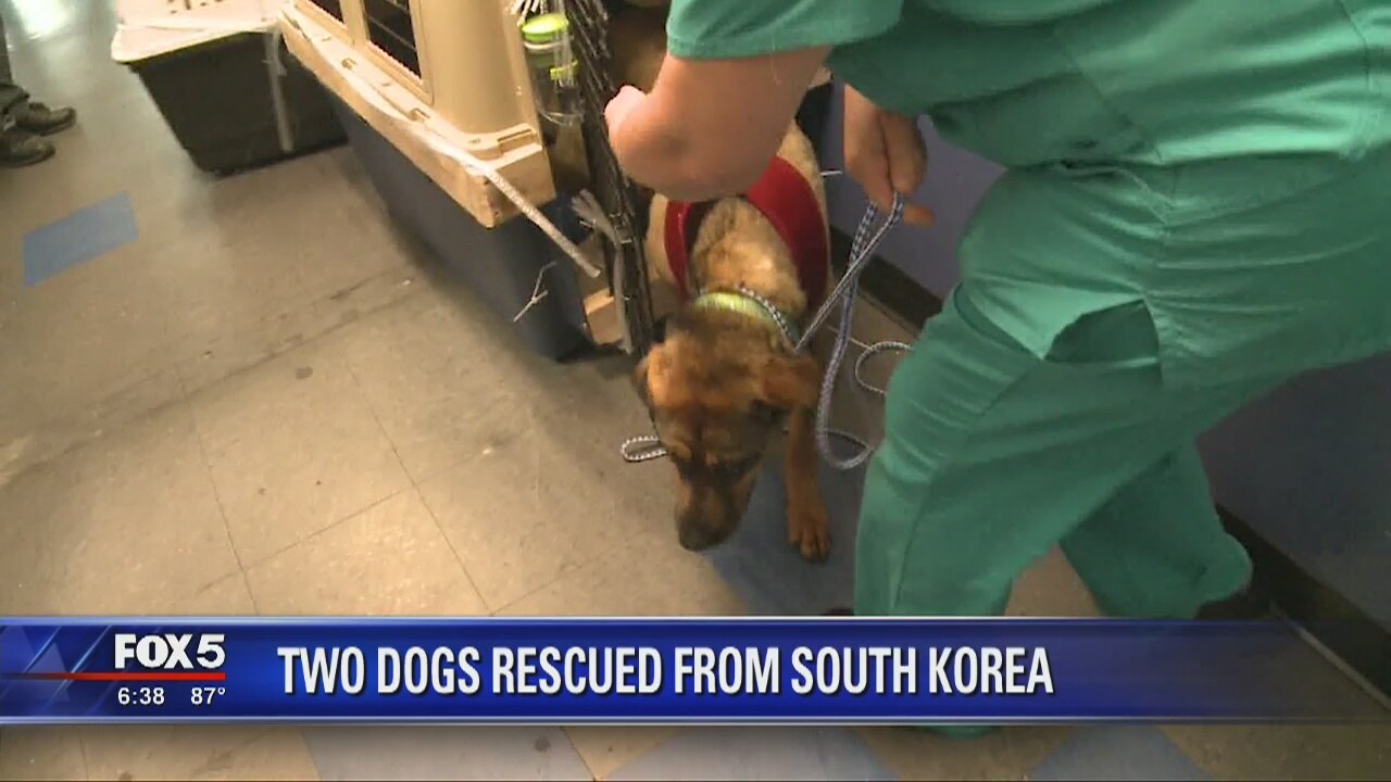 Two dogs rescued from South Korea